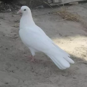 kepderi