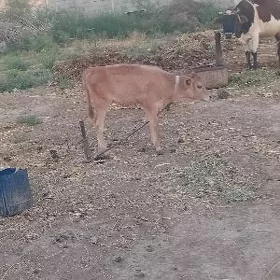 göle