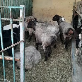 bakylan goyun