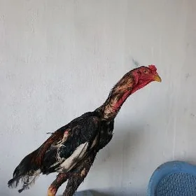 Baysow