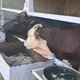 окуз