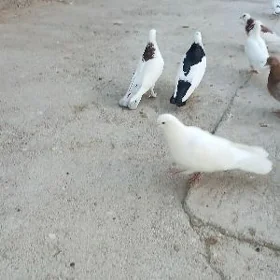kepderi