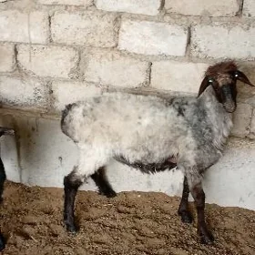 Işşek