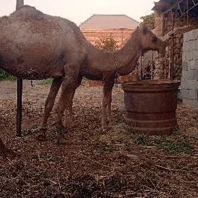 köşekli düýe