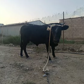 öküz