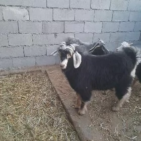 cebiş