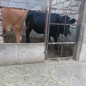 goleli sygyr tuweler