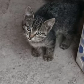 Pişik mugt
