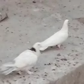 кепдери