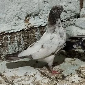 kepderi