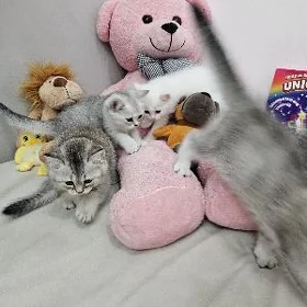 Шотландские
