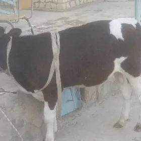 öküz