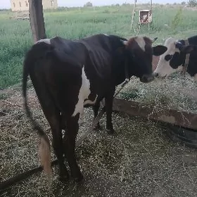 ökuz