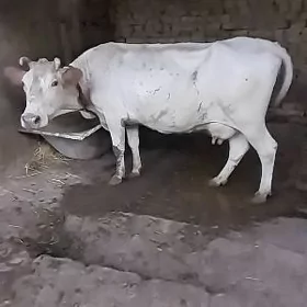 Sygyr