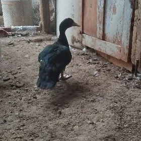 erkek  ordek