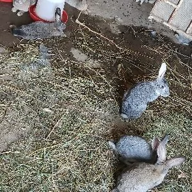 TOWŞANLAR.