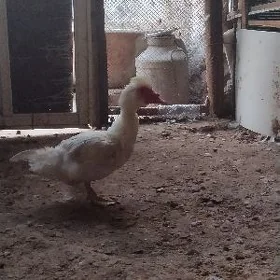 erkek ordek
