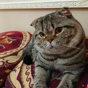 кошка