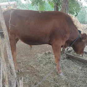 okuzokuz