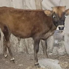 2 okuzce