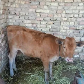 Tuwe