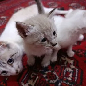 котенок