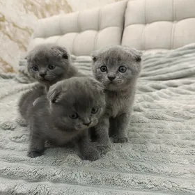 британский пишиклер