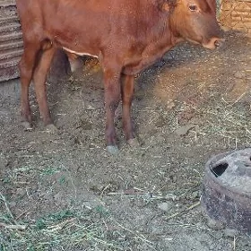 Öküz