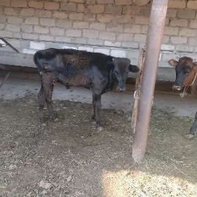 Öküzce