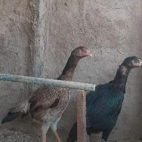 bayes towuklar