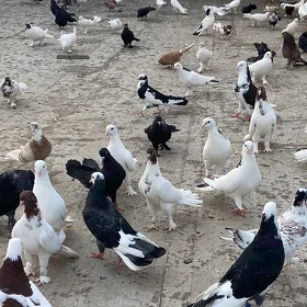 Kepderi