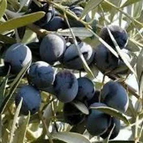 ZZEYTUN GEMLIK AYVALIK TURK NA