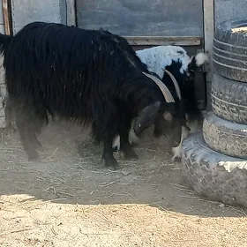 Owlakly geçi