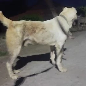 Akguş