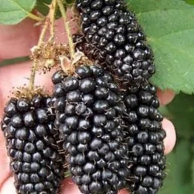 BOGURTLEN JUMBO TURK NAHAL