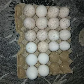induk yumurtga