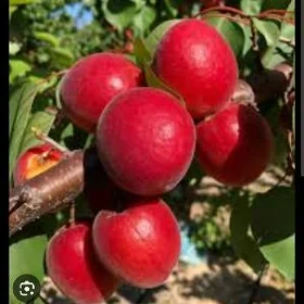NEKDARIN TURK NAHAL