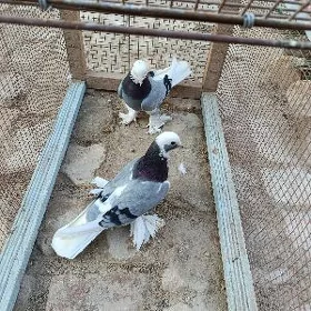 kepderi