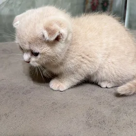Вислоухий шотландец котенок