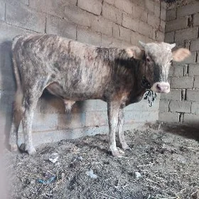 öküz