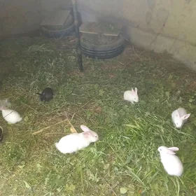 towşan