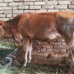 Gulajyn
