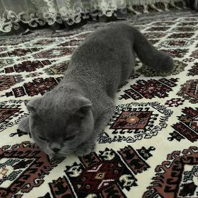 moska