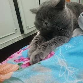 кот