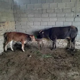 goleli sygyr