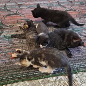 Pişikler