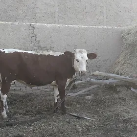 Bakylan gulajyn