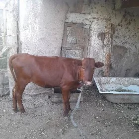 качар