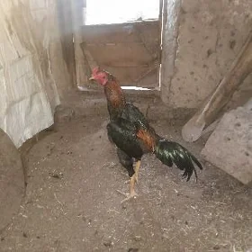 хораз