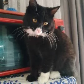 котик мальчик 7 месячный